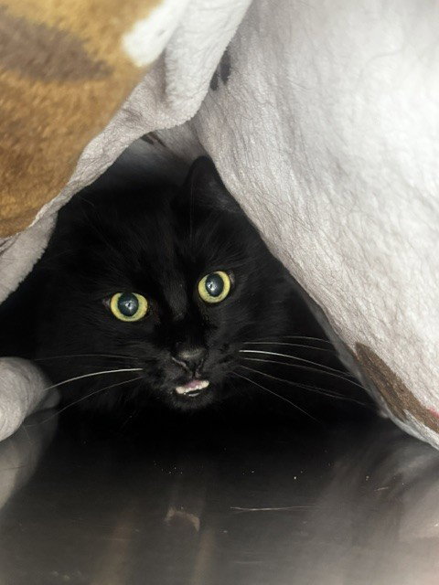 A2291662, a cat for adoption from East Valley Animal Care and Control Center