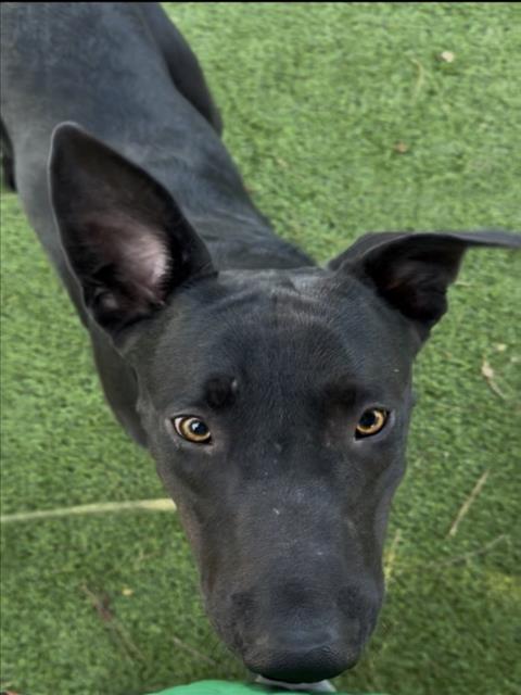 VLADAMIRE, a dog for adoption from East Valley Animal Care and Control Center