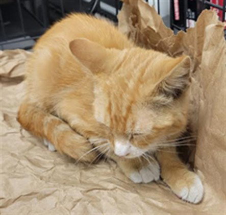 picture of the cat needing adoption