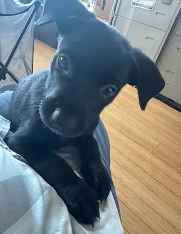 Trix - Labrador Retriever