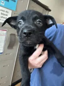 Froyo - Labrador Retriever