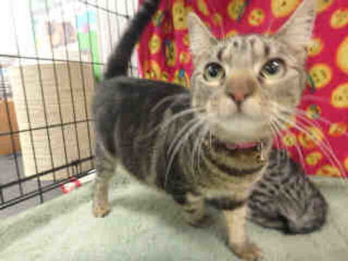 picture of the cat needing adoption