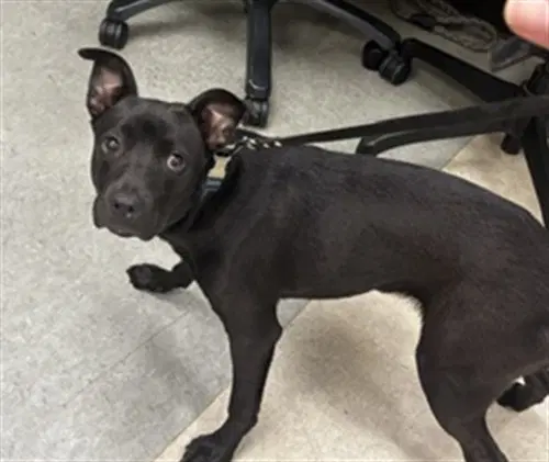 Chase - Staffordshire Bull Terrier