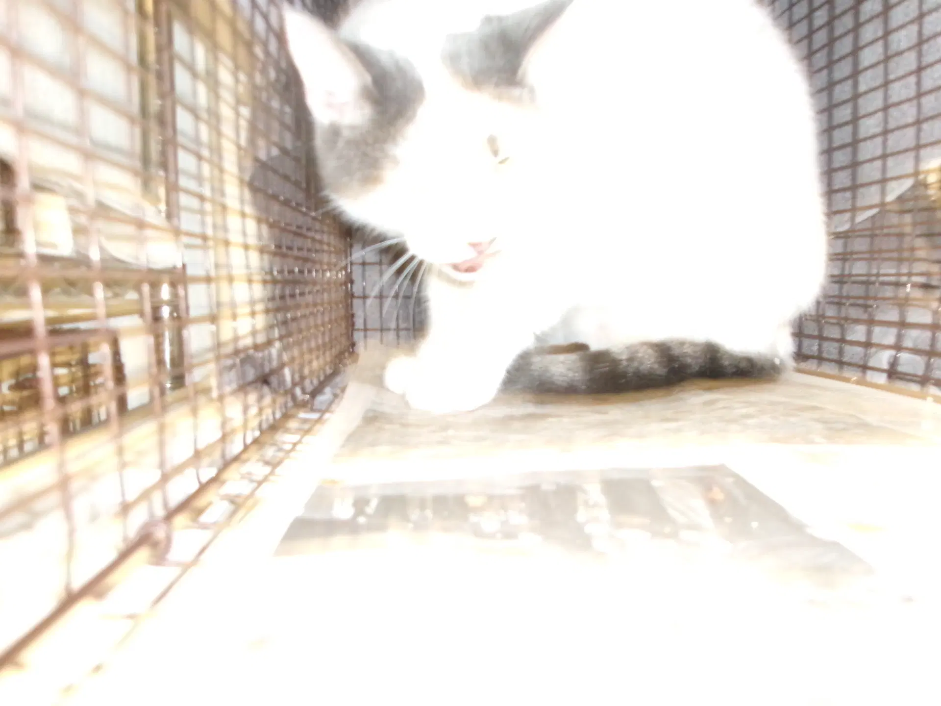 Rock N Roll - Domestic Short Hair