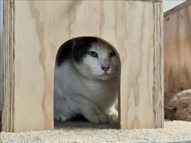 Rock N Roll - Domestic Short Hair