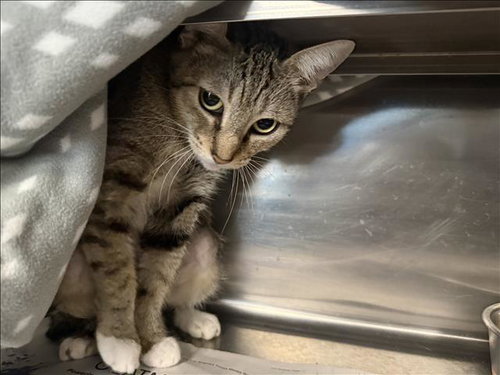 MAMA G, a cat for adoption from East Valley Animal Care and Control Center