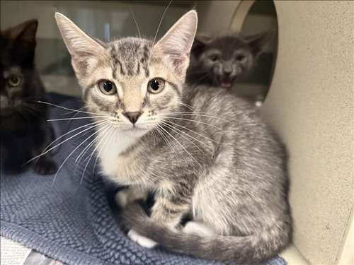 A2294139, a cat for adoption from East Valley Animal Care and Control Center