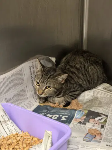Milo - Domestic Short Hair