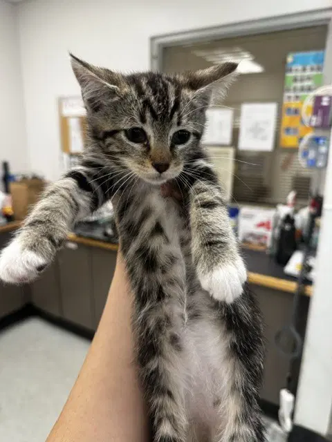 Unknown - Domestic Short Hair