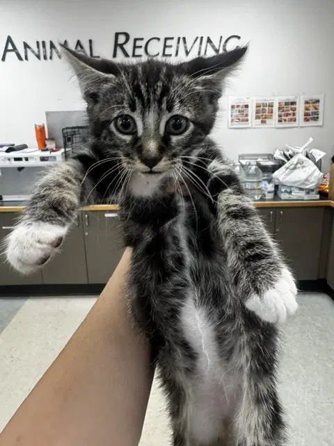 Unknown - Domestic Short Hair
