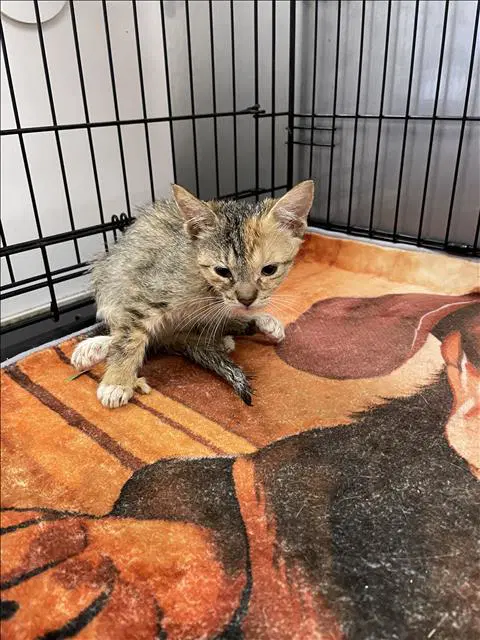 Serena - Domestic Short Hair