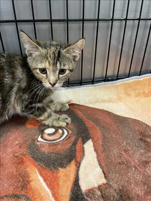 Fido - Domestic Short Hair