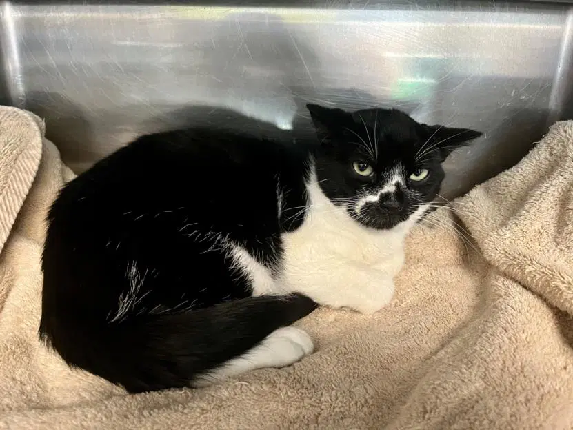 Astro - Domestic Short Hair