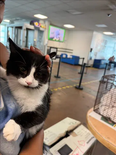 Tuxedo - Domestic Short Hair