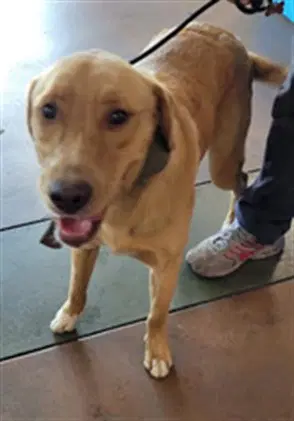 Prezel - Golden Retriever