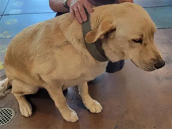 Sugar - Golden Retriever