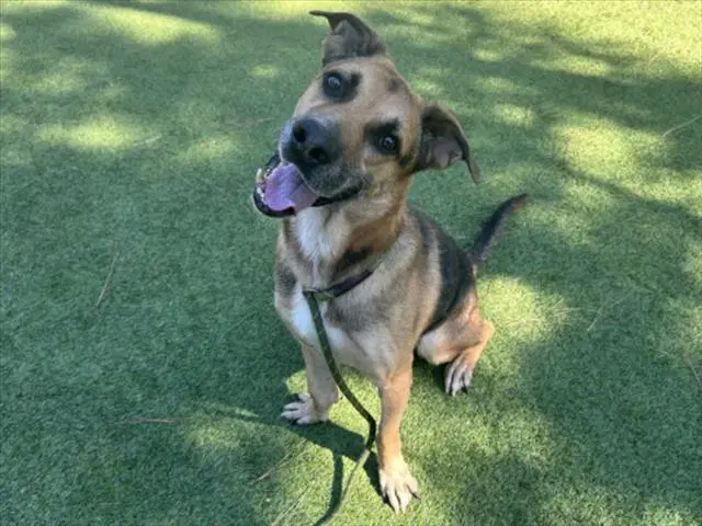 Kovu - German Shepherd Dog