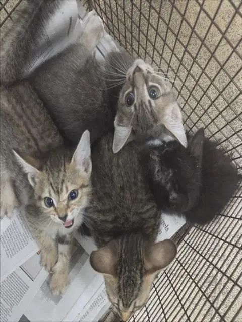 Memo - Domestic Medium Hair