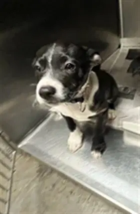 Opal - American Staffordshire Terrier
