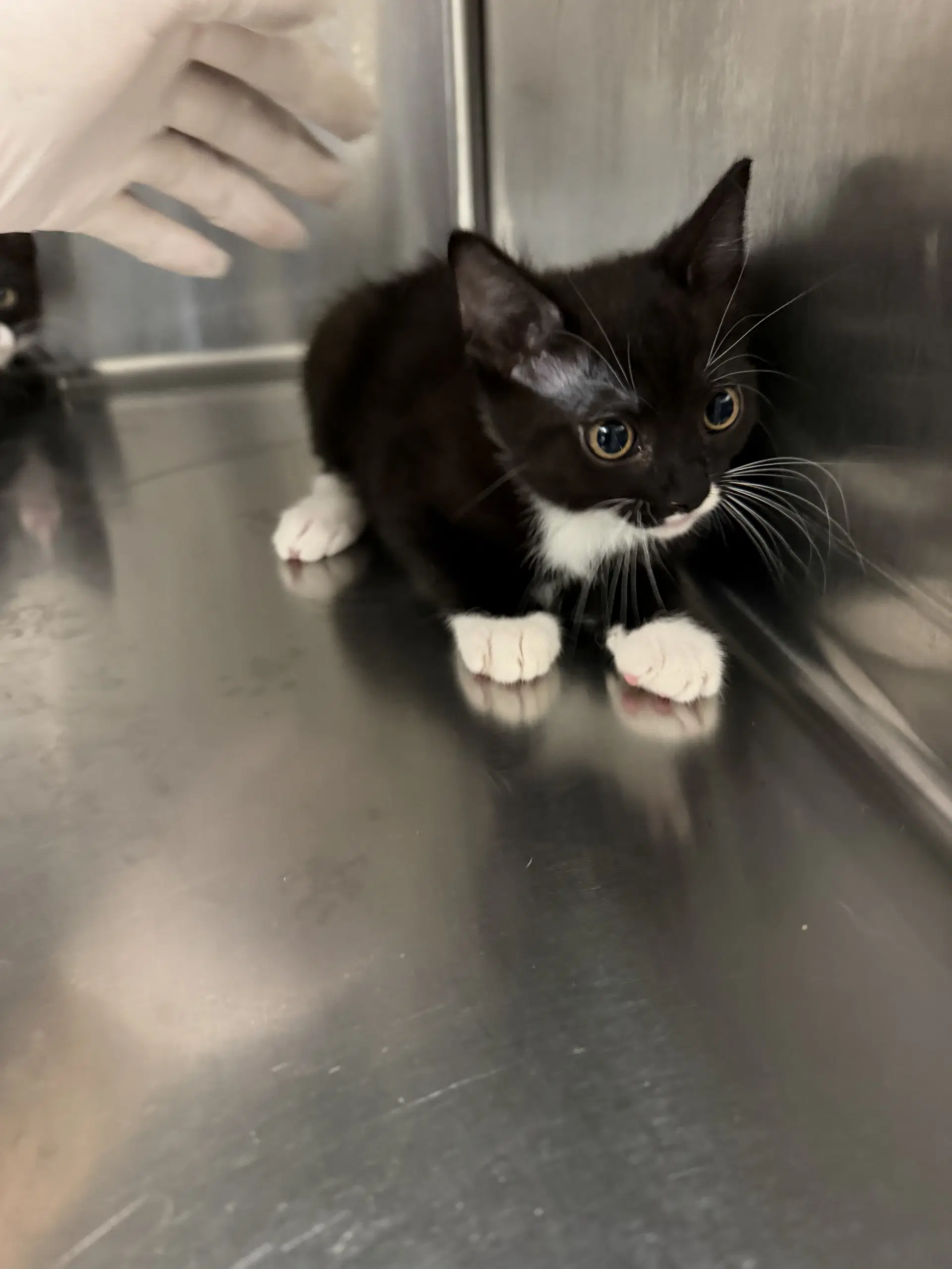 Two - Domestic Short Hair