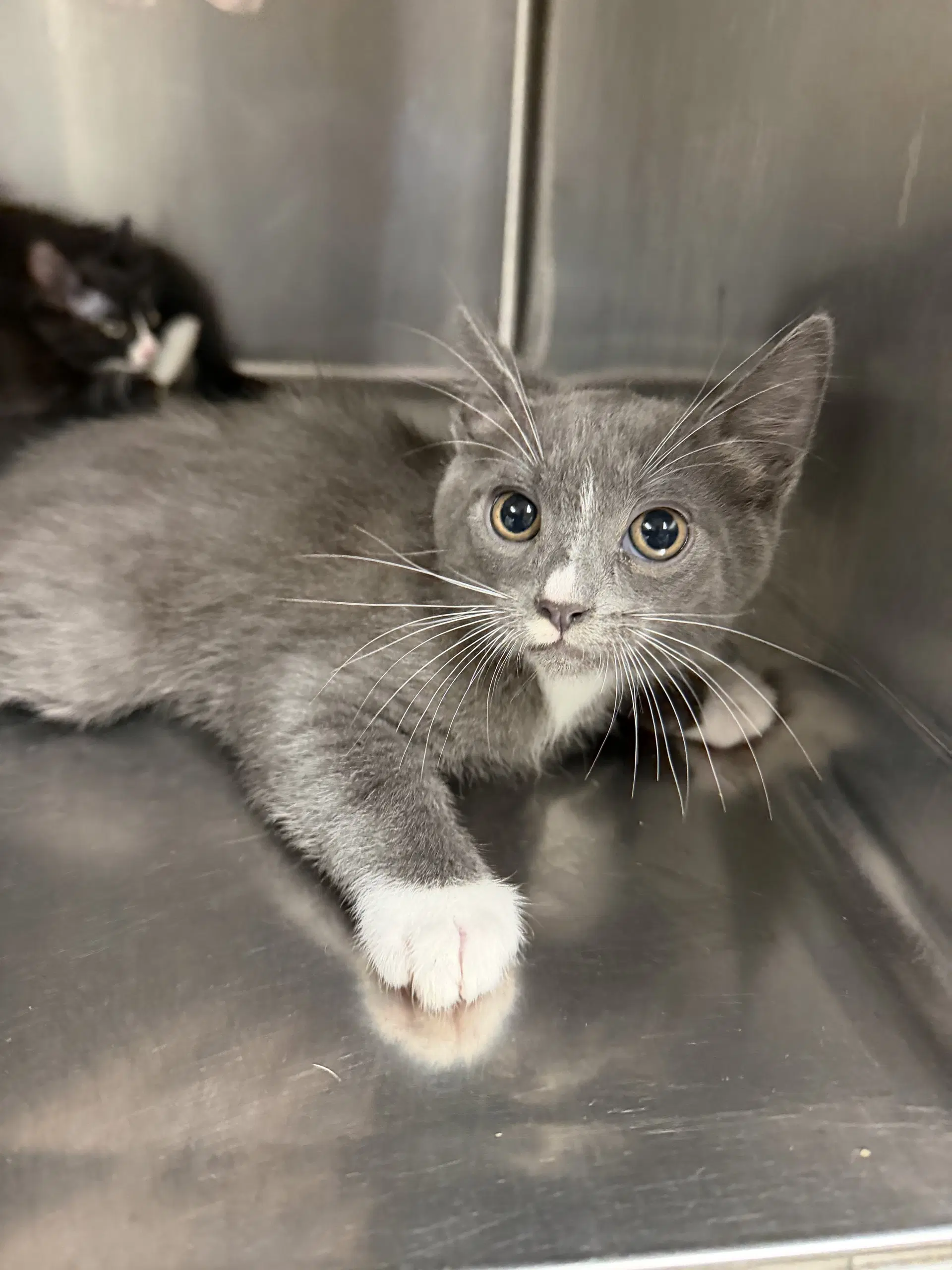 Four - Domestic Short Hair