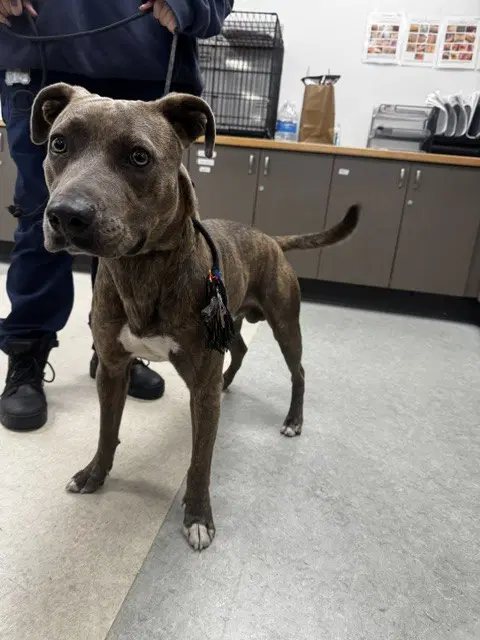 Danny - Pit Bull Terrier
