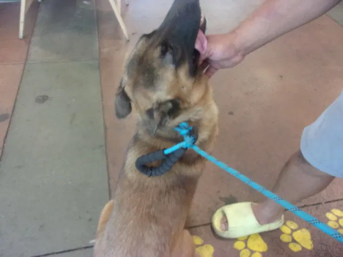 Brandy - German Shepherd Dog