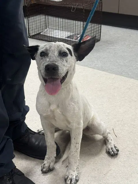 Artemis - Australian Cattle Dog/Blue Heeler