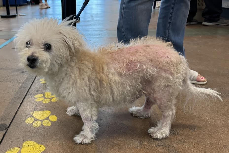 Teddy - Maltese