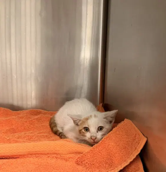 Spiky - Domestic Short Hair