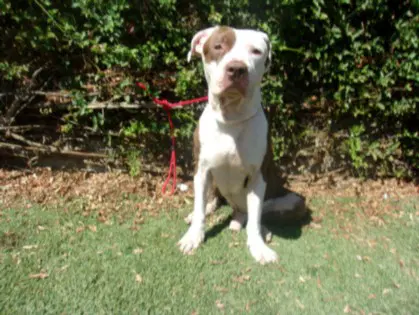 Trey - Staffordshire Bull Terrier