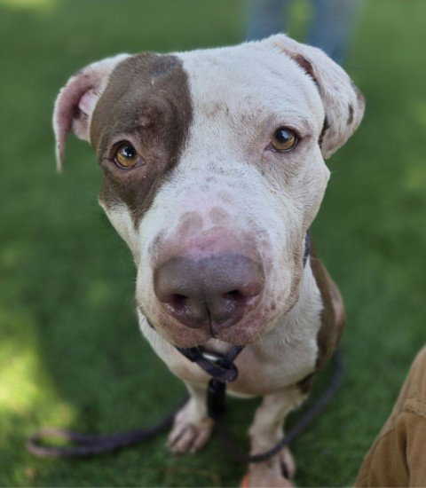 TREY, a dog for adoption from East Valley Animal Care and Control Center