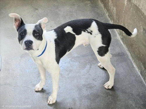 MONTY, a dog for adoption from East Valley Animal Care and Control Center