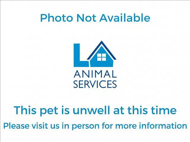 Unknown - Domestic Short Hair