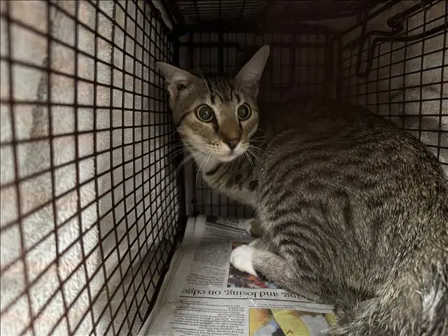 Unknown - Domestic Short Hair