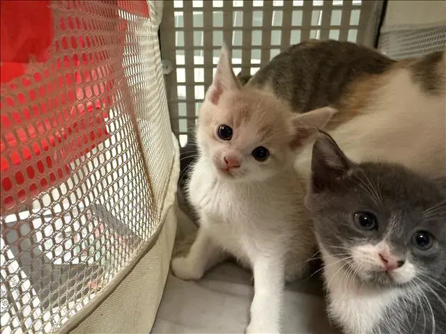 Unknown - Domestic Short Hair