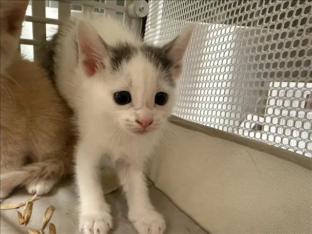 Unknown - Domestic Short Hair