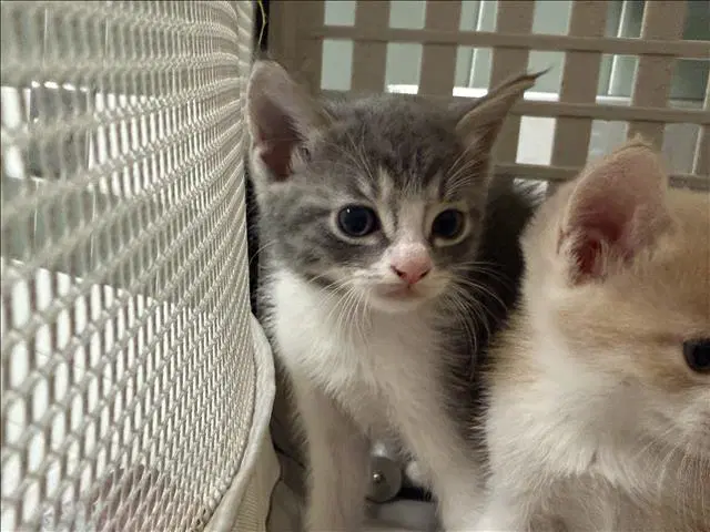 Unknown - Domestic Short Hair