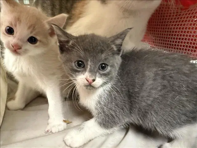Unknown - Domestic Short Hair
