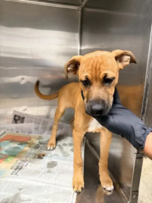 Chloe - Boxer