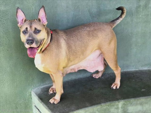 CHAKA, a dog for adoption from East Valley Animal Care and Control Center