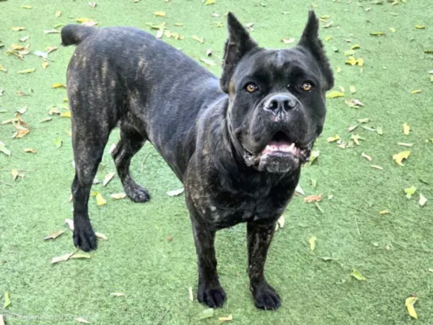 Maltida - Cane Corso Mastiff