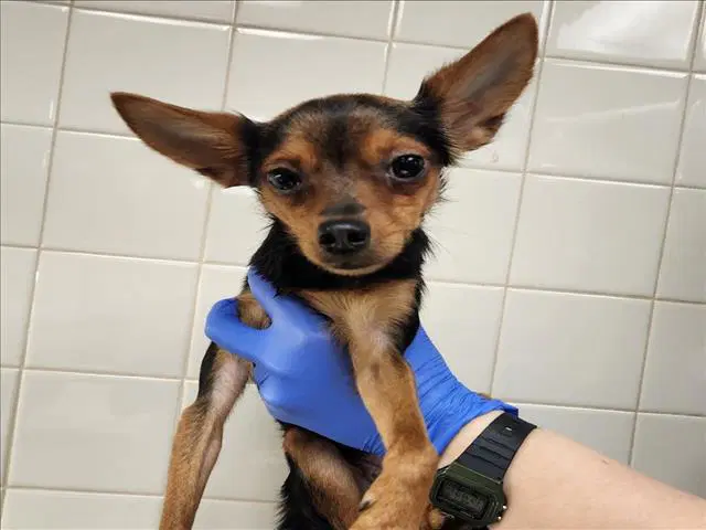 Butter - Chihuahua