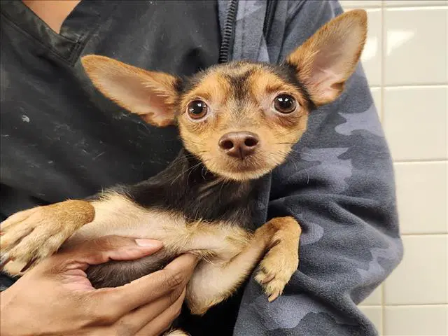 Peanut - Chihuahua