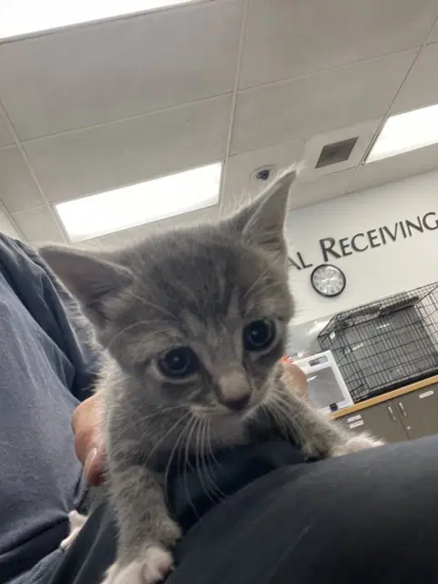 Rodric - Domestic Short Hair