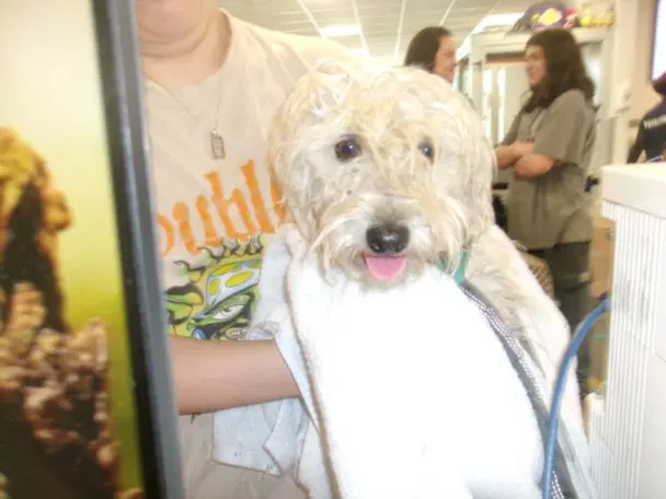 Candi - Maltese