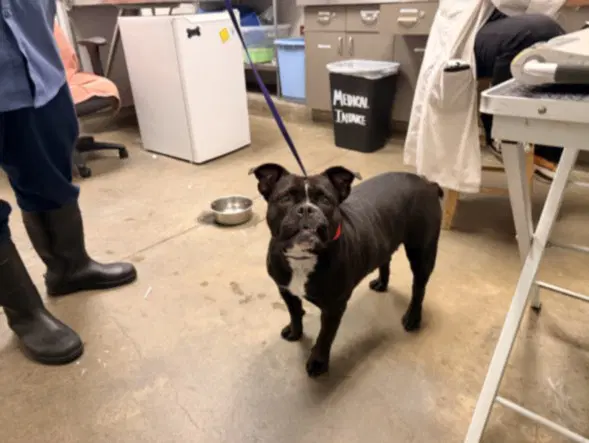 Twinkle - French Bulldog