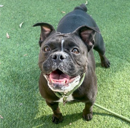 TWINKLE, a dog for adoption from East Valley Animal Care and Control Center