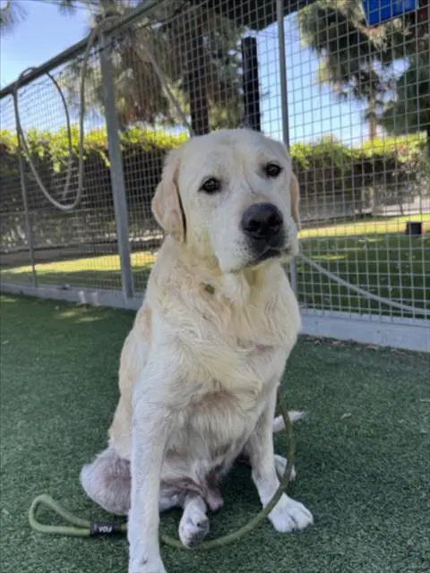 Scar - Labrador Retriever