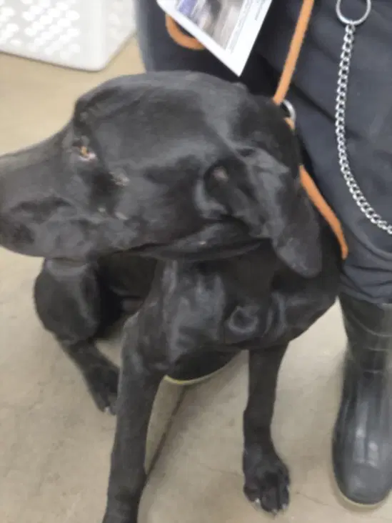 Maravia - Labrador Retriever
